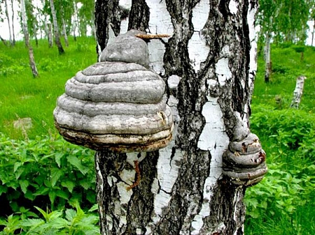 Чага (березовый гриб) 100 гр ИП Гордеев
